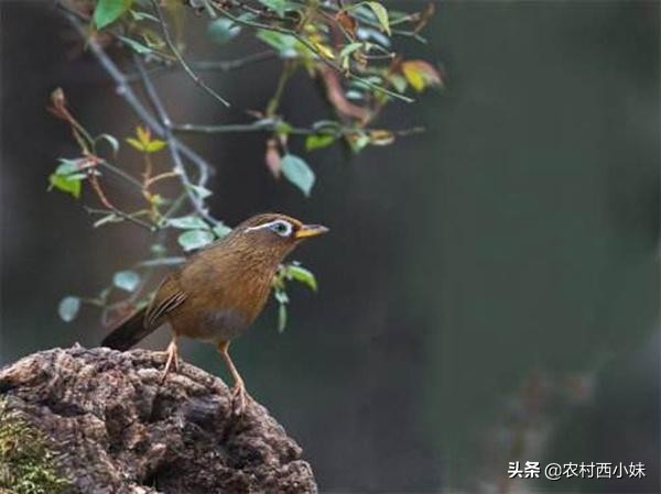 画眉鸟饲料做实验,画眉鸟的饲料怎么配制
