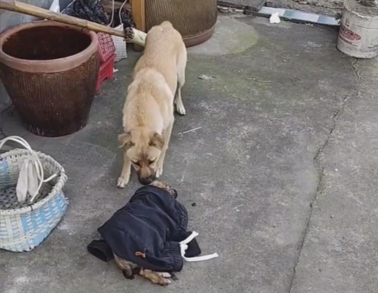 成都男孩救狗溺亡的妈妈,四川大水狗妈妈救小狗