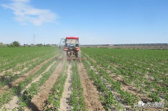 130团最新消息今天,130团春耕