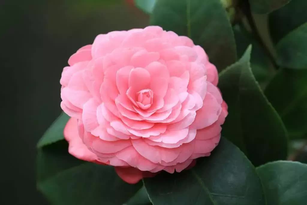 殊润水光溢彩修容霜，成就你的精致妆容，做视频会议里最亮的仔