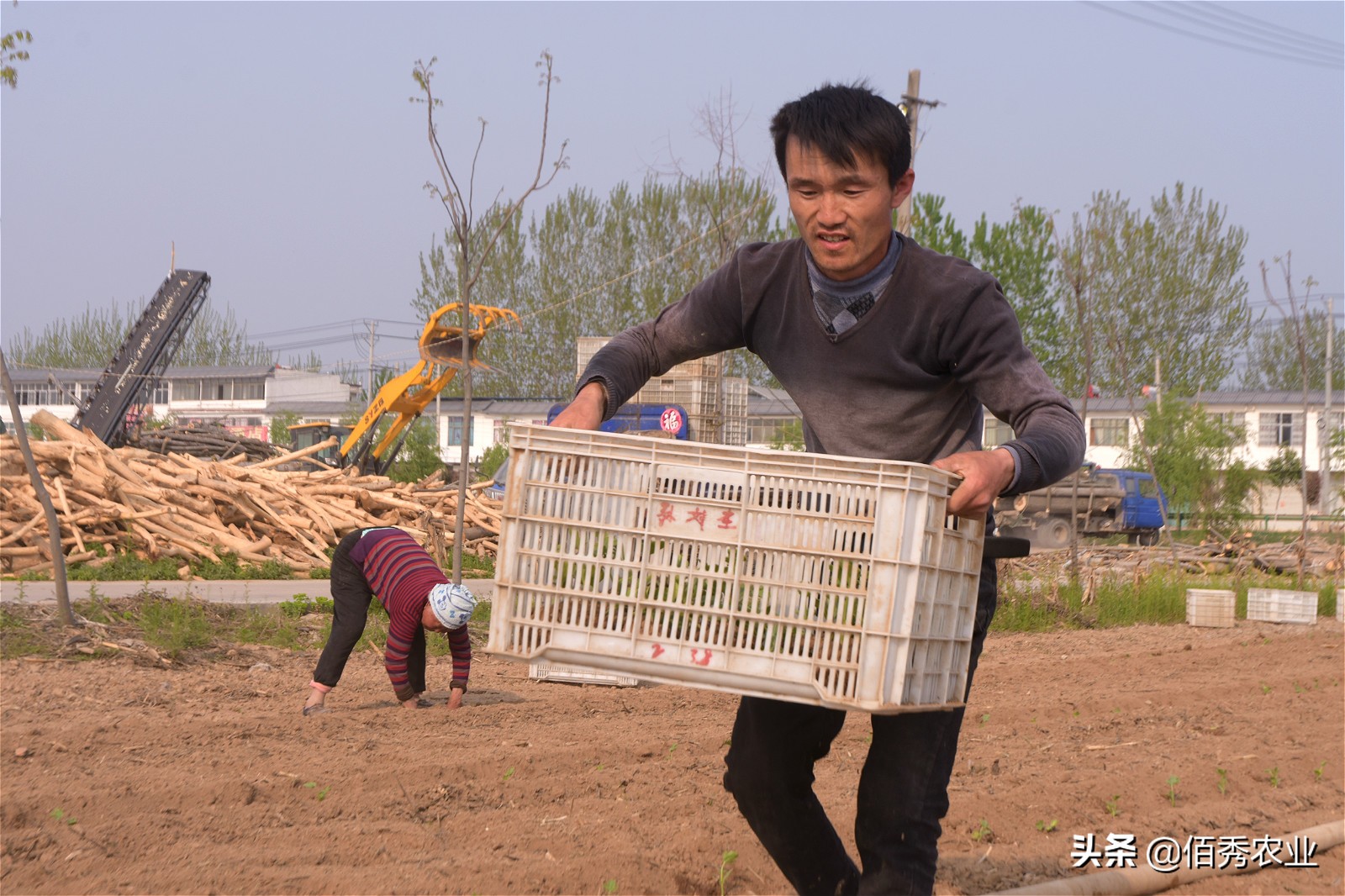 承包农田种黄豆和小麦能赚钱吗,一亩田种植农作物的利润