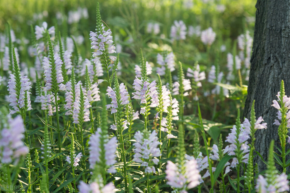100种常见园林图鉴,列举20类不同的园林花卉