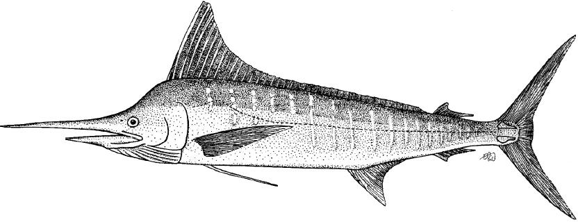 海洋中的剑鱼和旗鱼,海洋中速度最快的剑鱼