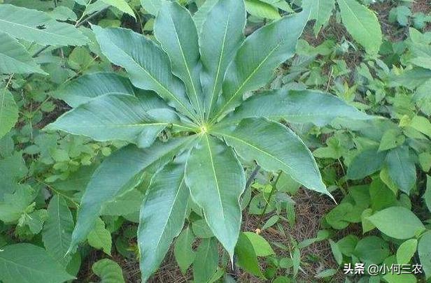 小何三农种植视频,小何三农养殖方法