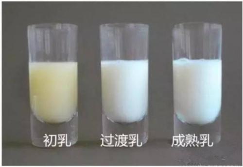 前奶、后奶、稀奶、稠奶，究竟哪个营养值高？区别是什么