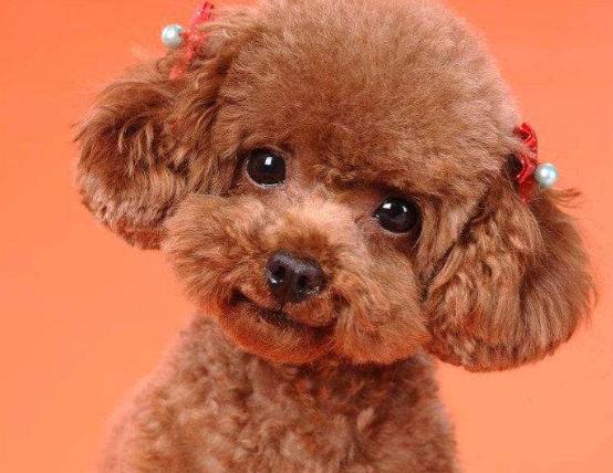 养泰迪怎么训,3-4岁泰迪狗狗怎么训练定点大小便