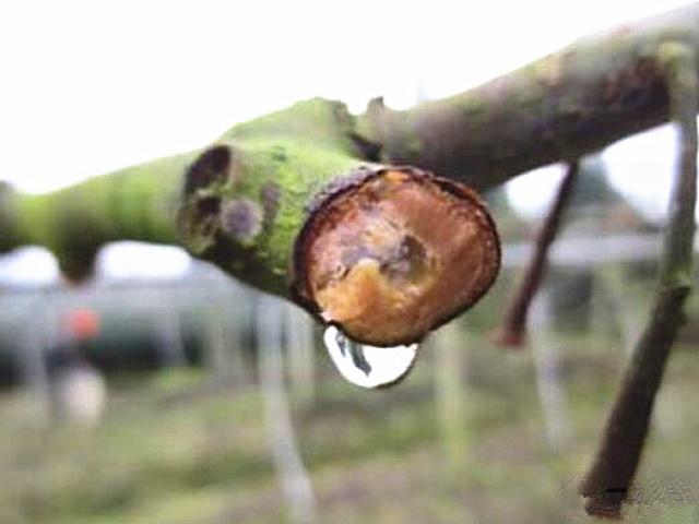 猕猴桃伤流解决办法,什么是猕猴桃伤流期