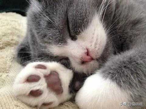 有关猫爪的小知识,关于猫爪的10个有趣的事实