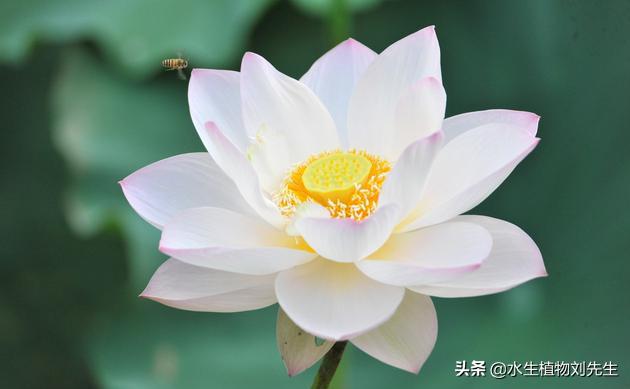 观赏荷花的栽种方法,观赏荷花的栽培技术