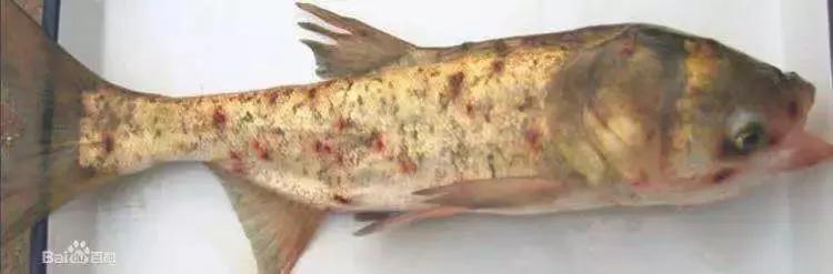 鲈鱼被锚头蚤叮咬,水温变化导致鱼趴缸怎么办