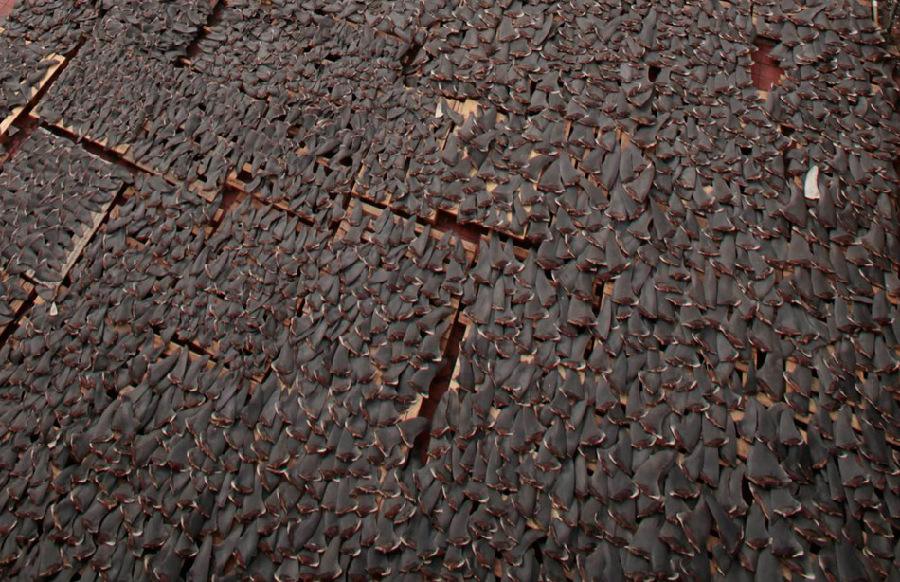 鱼翅的营养甚至不如鸡蛋，那吃它的人到底在吃啥？（菲李漫画）