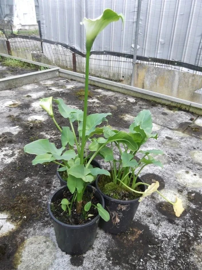 马蹄莲种球养护全过程,马蹄莲的栽种方法