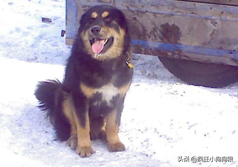 战斗力最强的土狗是什么品种,这40种土狗其实都是超酷的品种犬