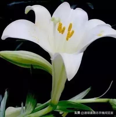 各种花的花语文案,花的花语100种