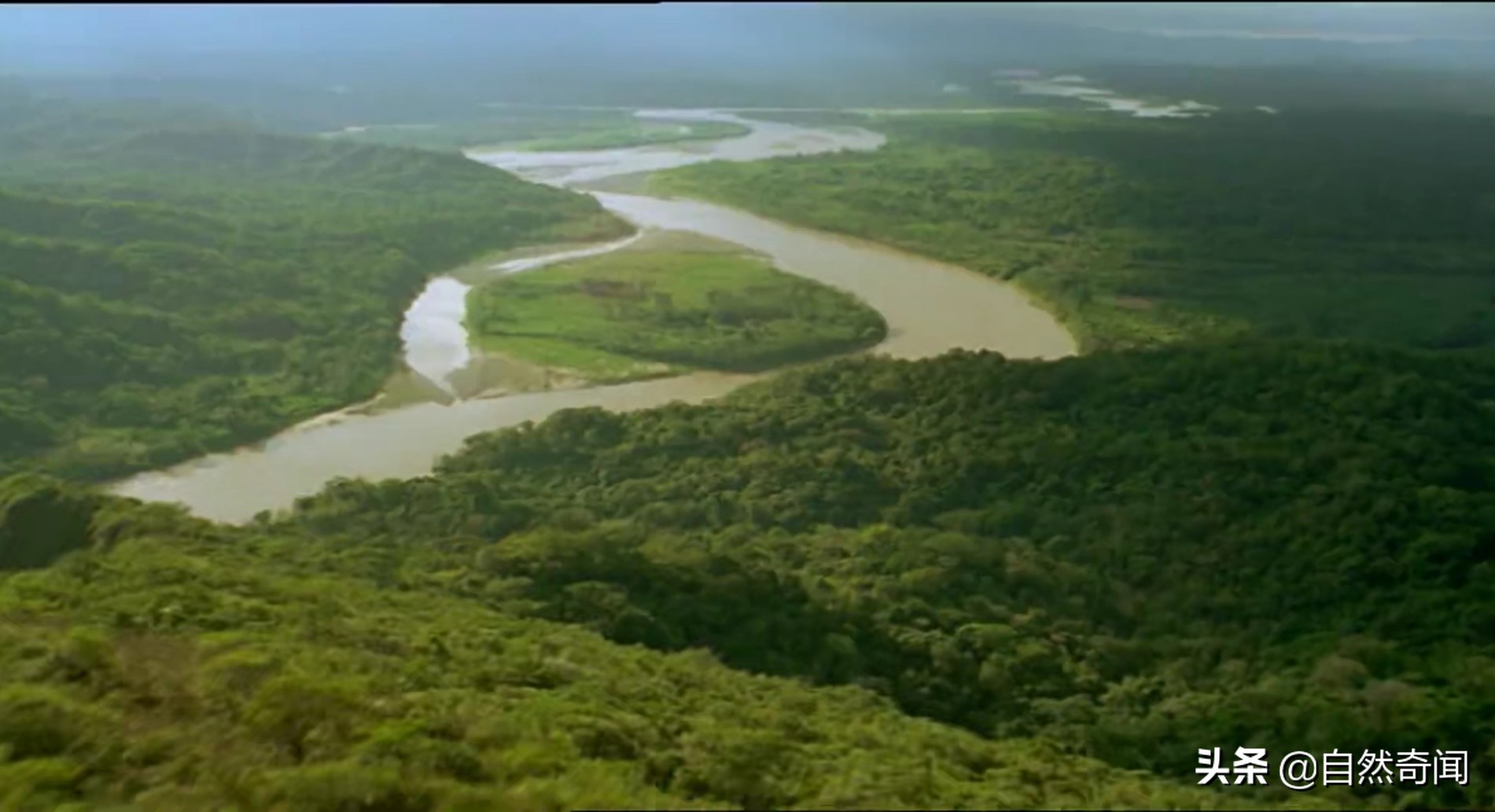 亚马逊十大凶猛植物,巴西亚马逊热带雨林动植物