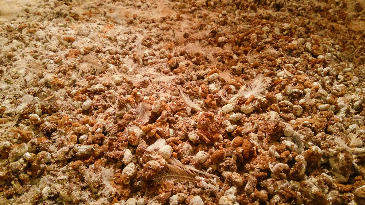 家庭养殖鹌鹑视频教程全集,鹌鹑怎么养产蛋多