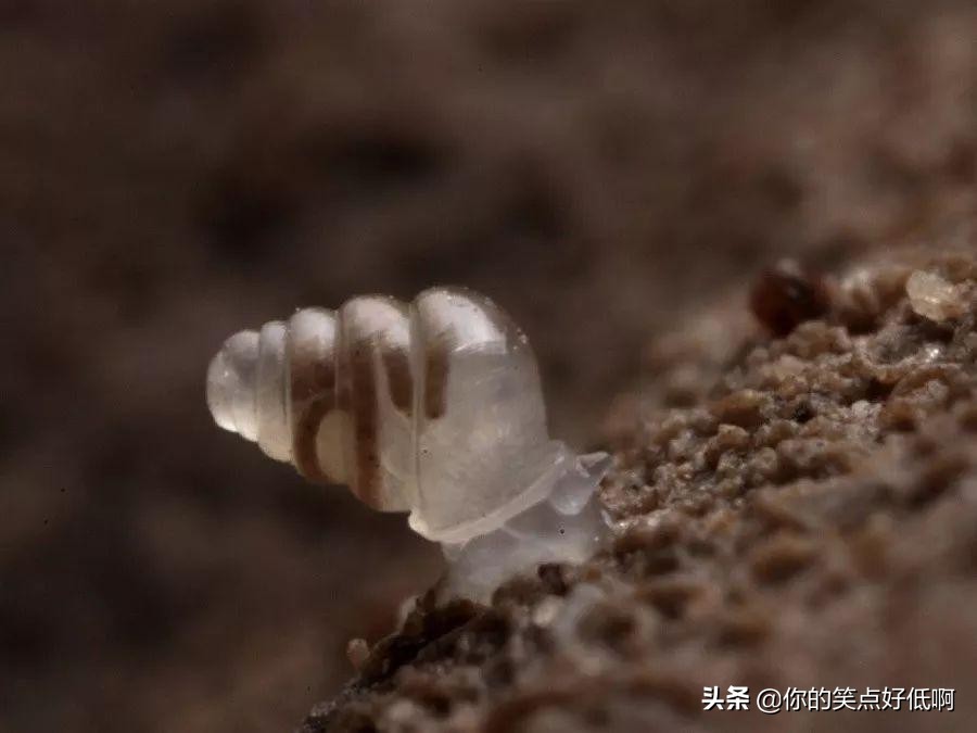 五种透明的动物,5种地球上罕见的动物