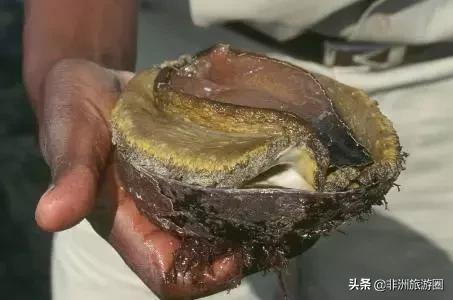 南非旅游购物必买清单,南非购物