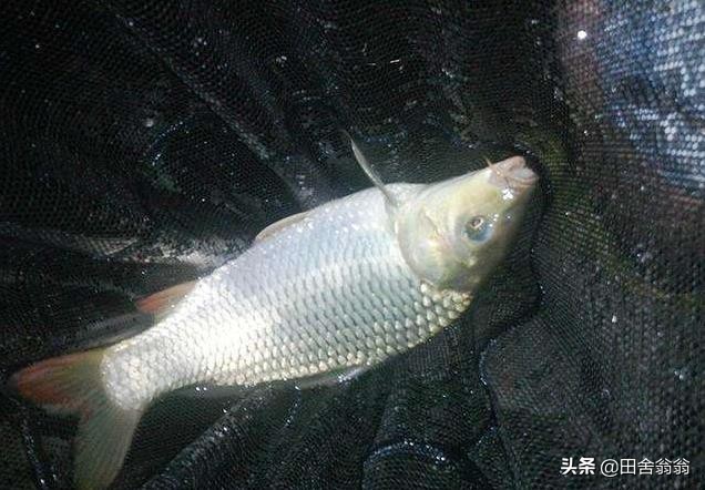 自制钓鱼爆炸钩饵料配方大全,钓鱼饵料爆炸钩使用教学配方