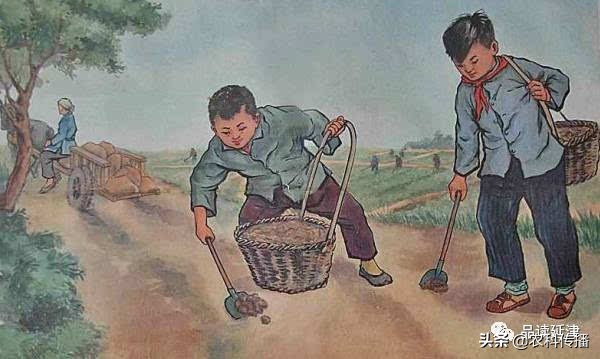 畜禽粪便是很好的有机肥越多越好,畜禽粪便主要原料的有机肥外观