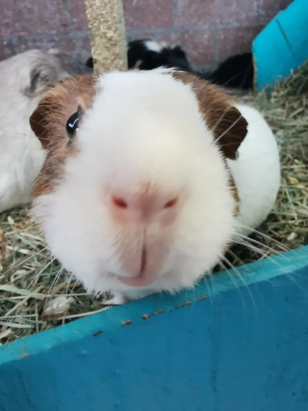 一群母豚鼠混入一只公豚鼠后：生几十只鼠崽，铲屎官年入几十万