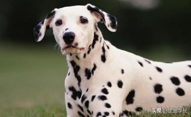 宠物斑点狗和血统斑点狗的区别,有斑点但不是斑点狗的狗有哪些