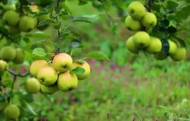 丹东沿海干净小岛旅游攻略,丹东旅游特色美食攻略图