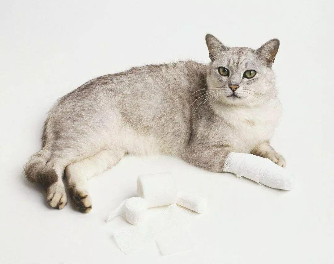 蛆虫救治,死掉的猫咪居然被抢救过来了