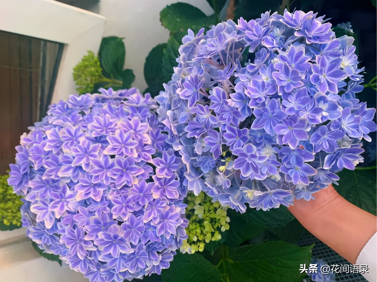 万花镜梦幻蓝调色,万华镜绣球花哪个颜色最好看