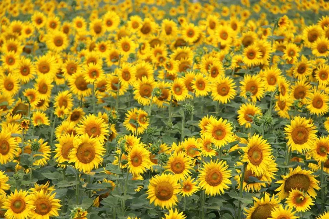 新疆的天堂在哪,新疆人间天堂在哪