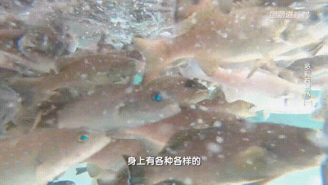 一条石斑鱼,一条石斑鱼一碗白饭