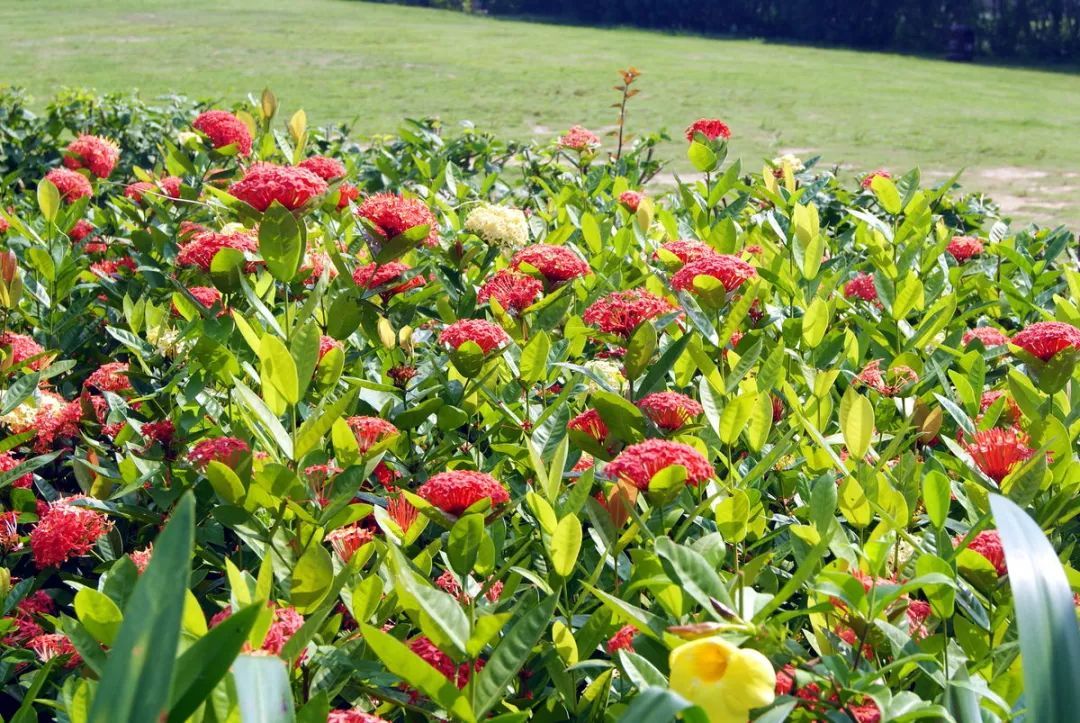 100种常见观叶植物图鉴史上最全,农村常见的100种植物
