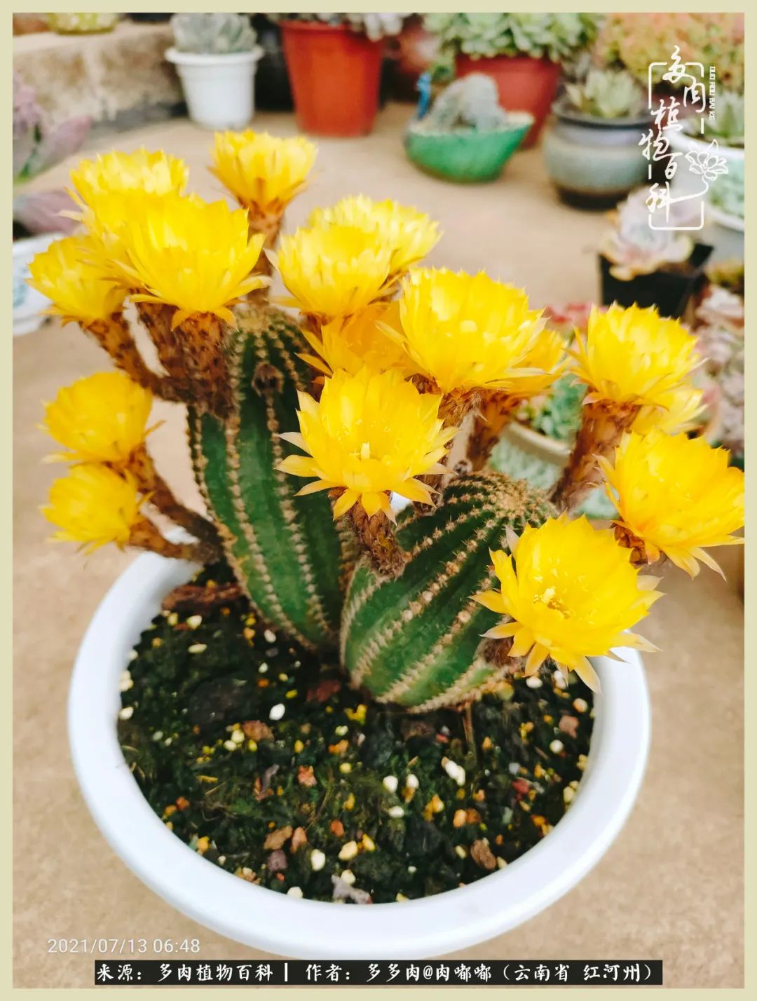 这个春天我们一起去赏花,这个季节我们一起去看花