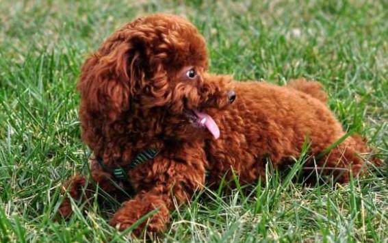 爱犬正在老去，冠能为您拦下时间带来的伤害