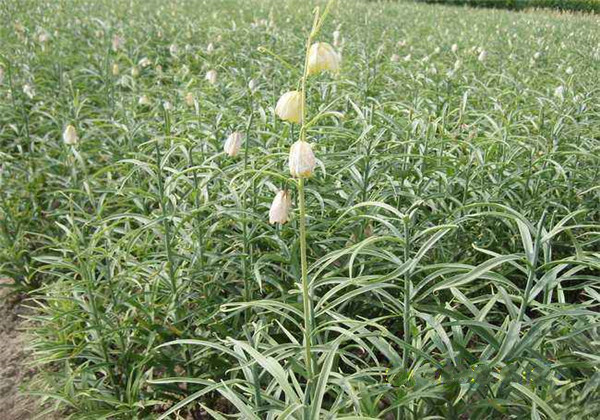 土贝母的功效与用量用法,土贝母药效与应用