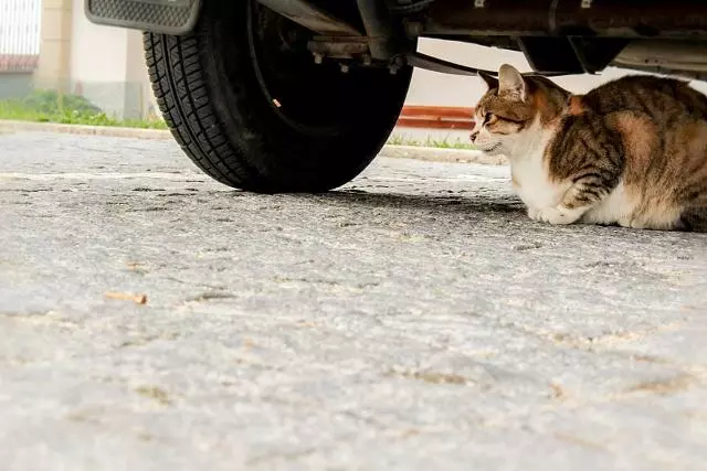 这个冬天流浪猫们要怎么度过,天冷了流浪猫