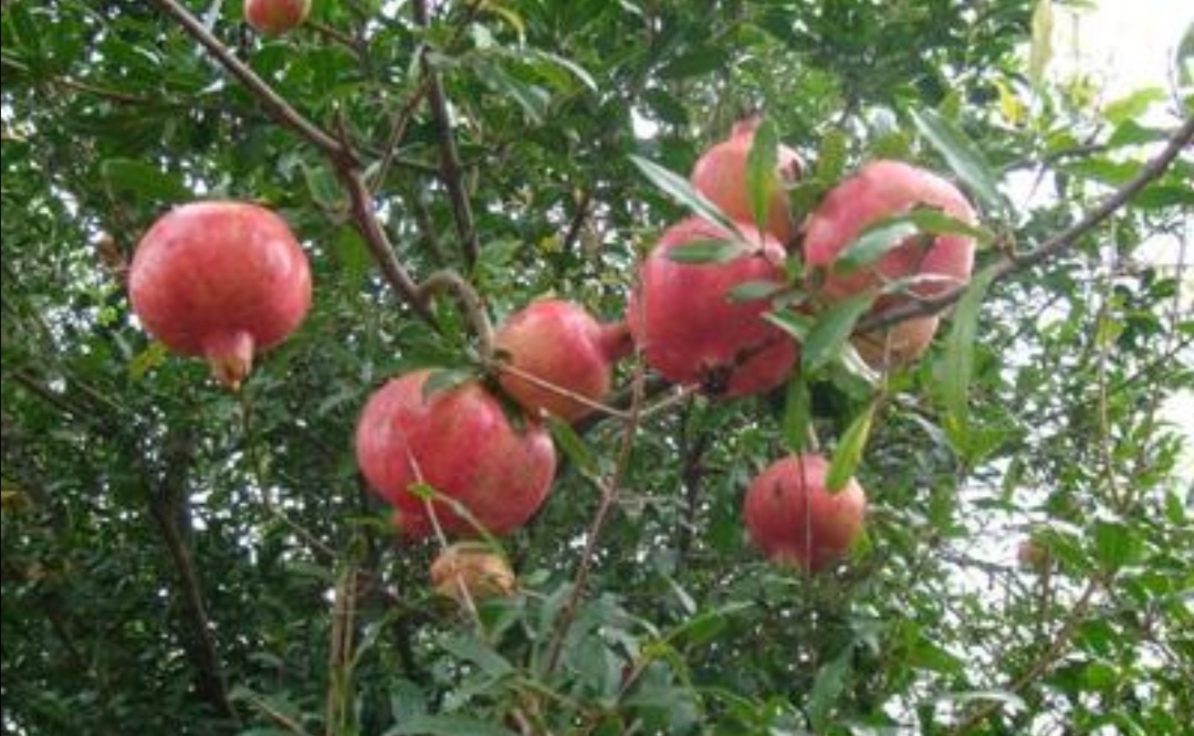 养石榴怎么养才开花结果,养盆栽石榴记住这几个技巧