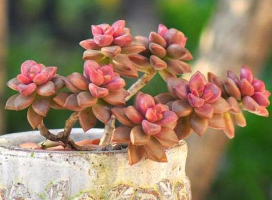 多肉不小心浇在叶片上怎么挽救,不小心给多肉喷了酒精怎么办