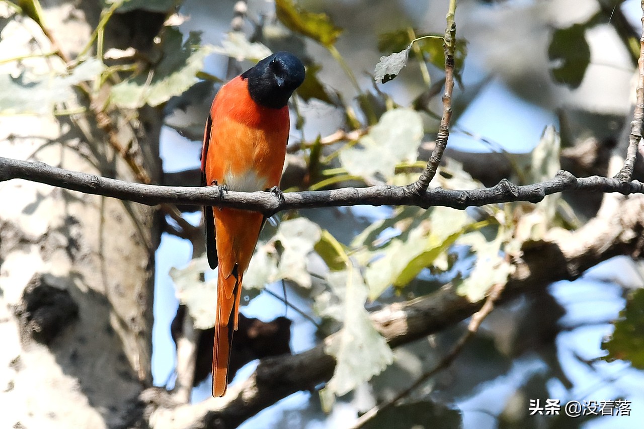 「10.13」北京沙河观鸟日记：收获长尾山椒鸟与中华攀雀