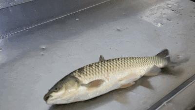 淡水鱼什么鱼吃起来口感最好,公认最好吃的7种淡水鱼