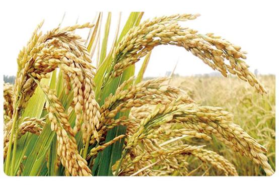 贝斯美辅食油,贝因美辅食怎么样