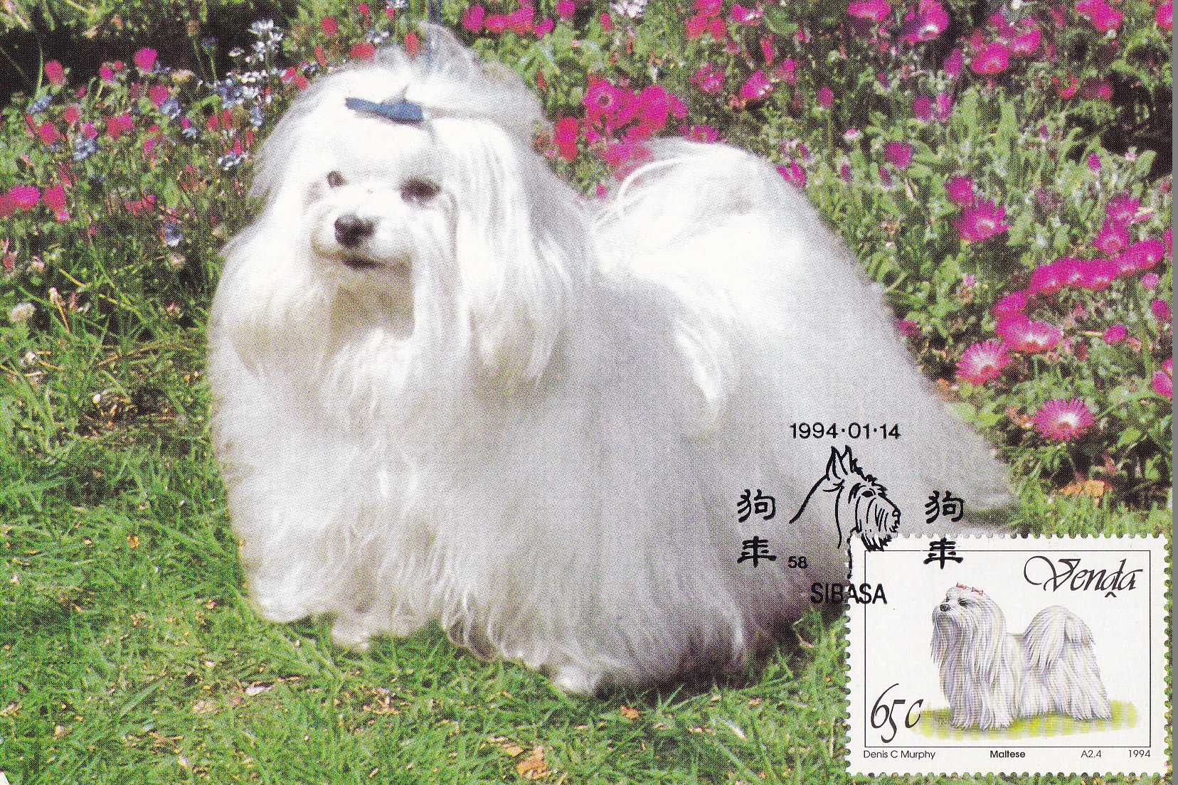 关于生肖狗的电影大全,12生肖狗的电影