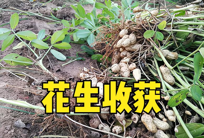 今年花生什么时间能收获,花生减产怎么办