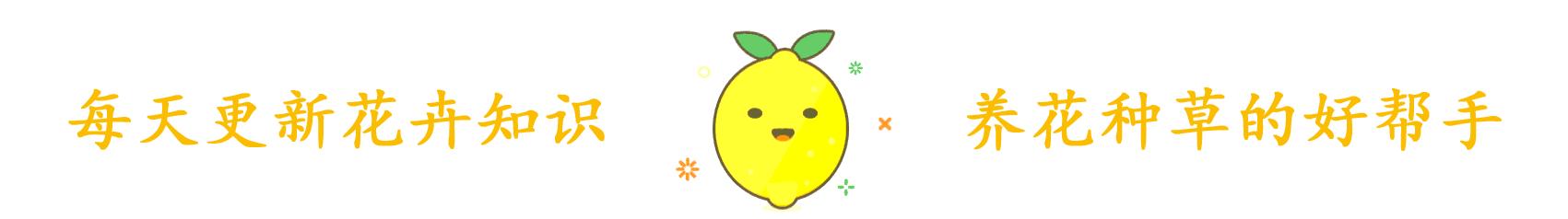 桂花盆栽在北方怎么养护和管理,桂花移入盆栽浇水的正确方法