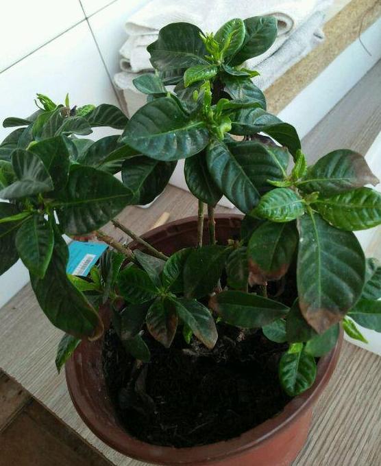茉莉盆栽收到后怎么处理,盆栽茉莉花枯萎怎么救治