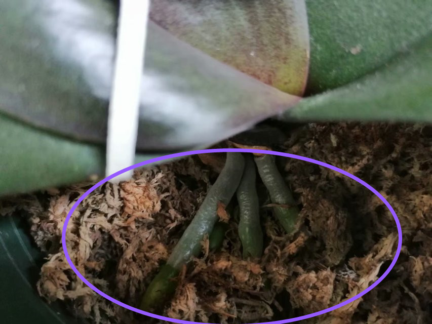 蝴蝶兰叶子黄了怎么救,蝴蝶兰叶子晒坏了怎么办