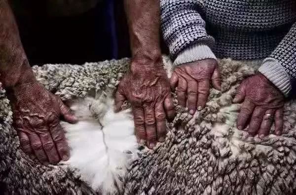 澳洲正宗的ugg,澳洲ugg正品经典款