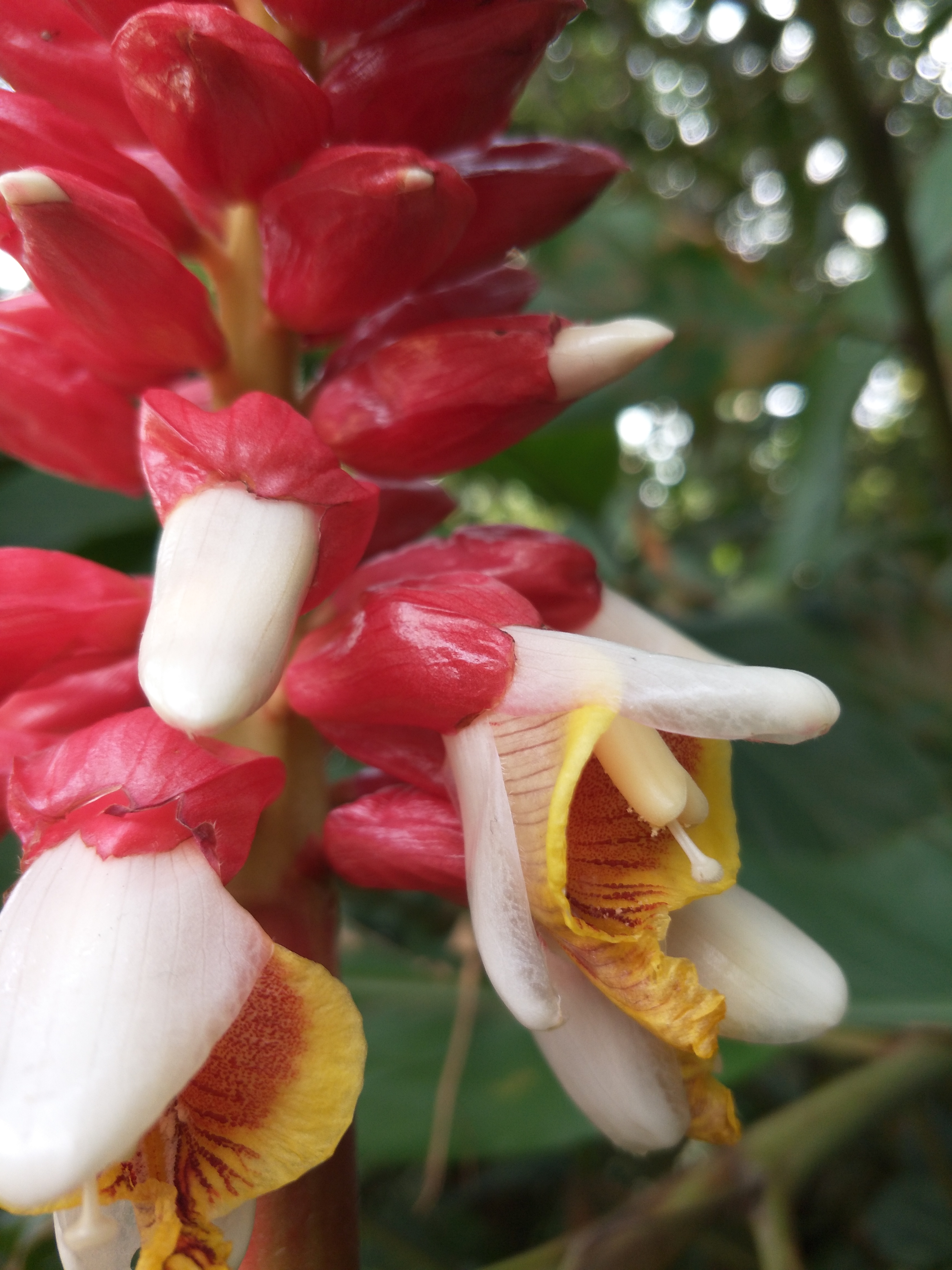 遇见花开深圳,遇见花开鲜花派对