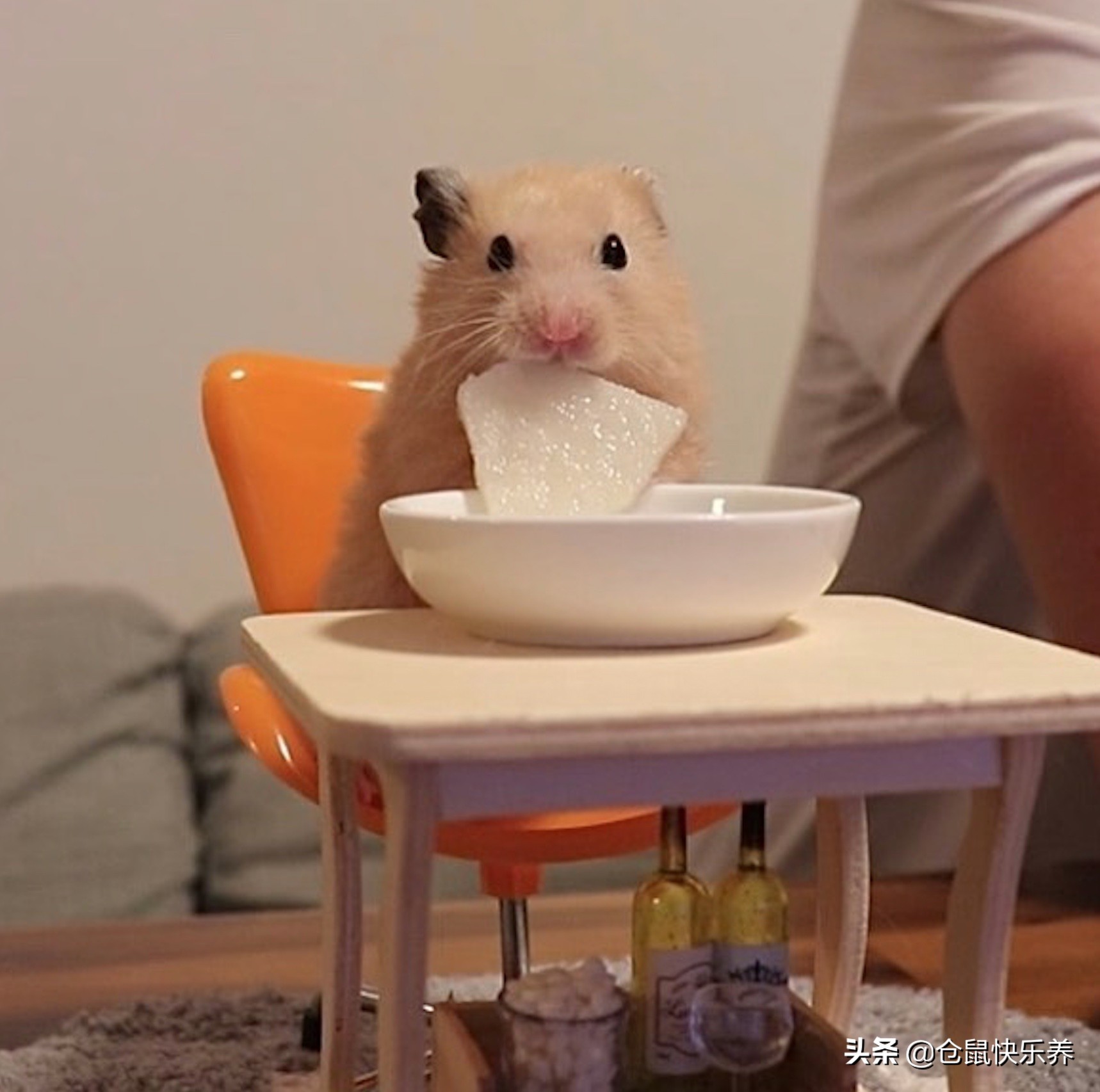仓鼠幼鼠不爱运动,仓鼠有点不太精神不爱运动变瘦了