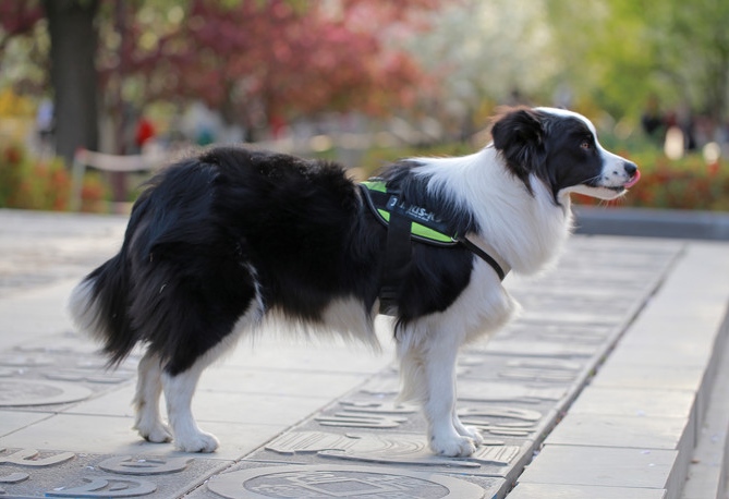 第一次养狗的人不适合养边牧,为什么说养狗不建议养边牧